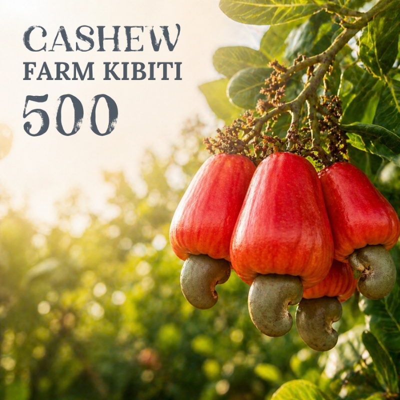 CASHEW FARM KIBITI 500 – Kód střediska: TZxxKEKI25