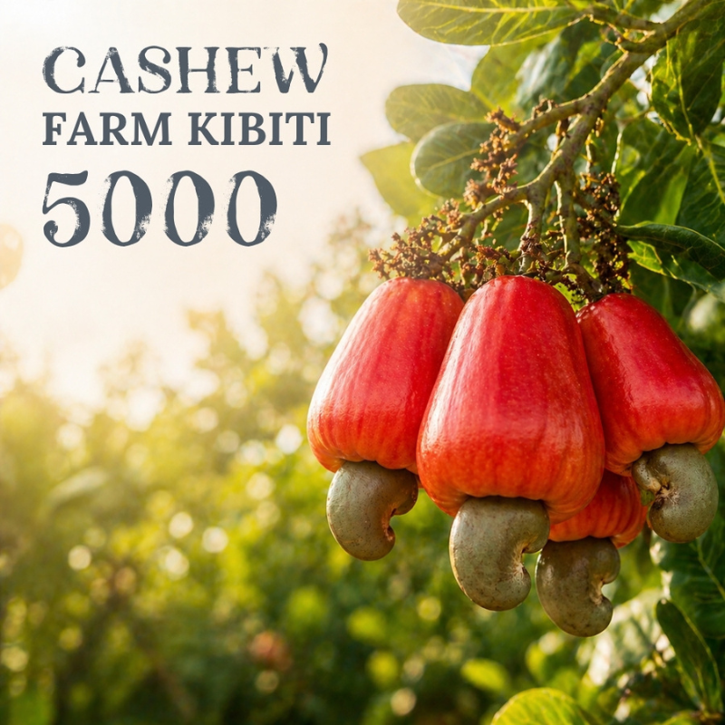 CASHEW FARM KIBITI 5000 – Kód střediska: TZxxKEKI25